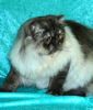 Persian kittens for sale 